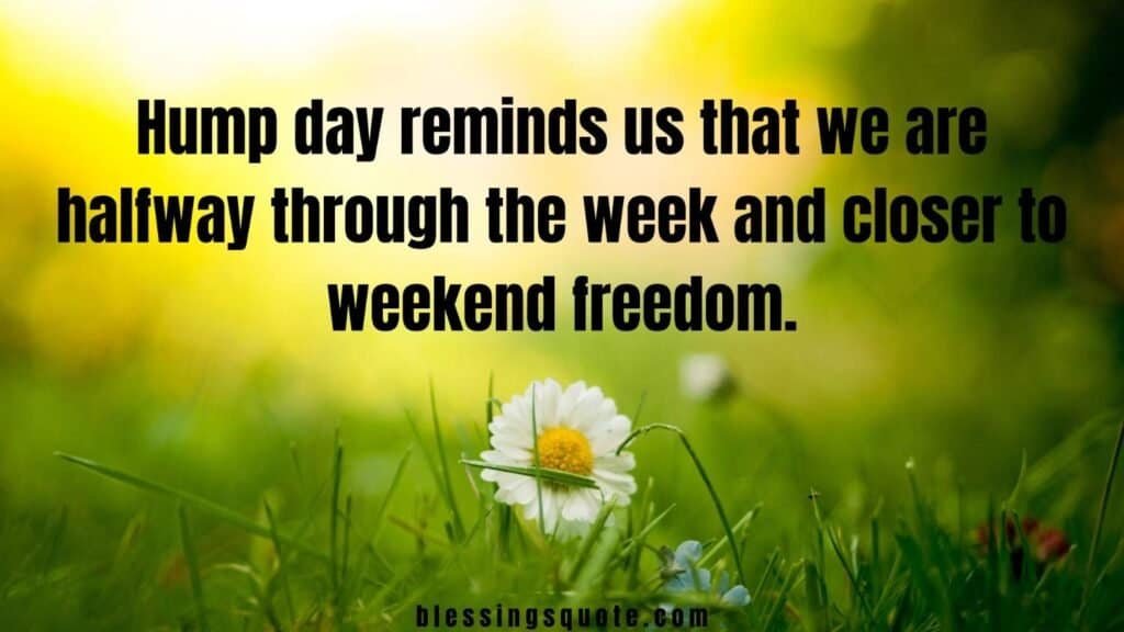 Hump Day Quotes